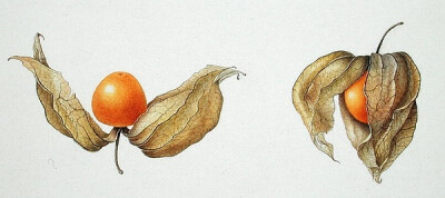 Cape Gooseberries 灯笼果