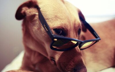 animals dogs glasses pets sun glasses