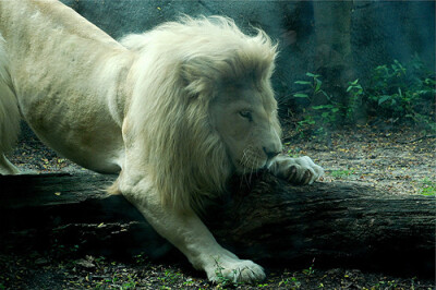 美腻的白狮
