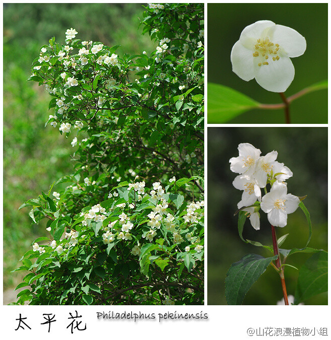 太平花，虎耳草科，山梅花属。太平花的名字和谐而积极，也难怪在北京很多公园里都有栽种，四枚花瓣不偏不倚，还别说，真有点天下大同、四夷宾服的意思。太平花生于山坡灌丛，百花山、上方山、喇叭沟门都可以见到，在紫竹院公园也有栽培。（北京野花№091，6月13日，摄影@天冬 ）