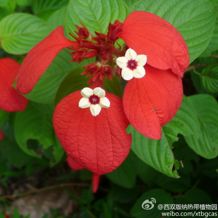 红叶玉叶金花 Mussaenda erythrophylla Schumach.&amp;Thonn. 别名：红萼花、红纸扇，茜草科Rubiaceae 。