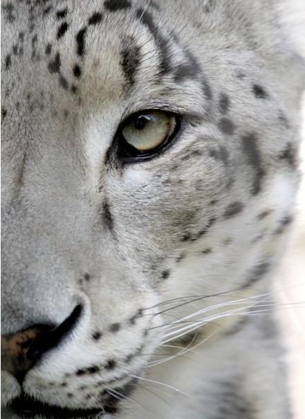 cr作为我最喜欢的野兽眼睛当然是漂亮的