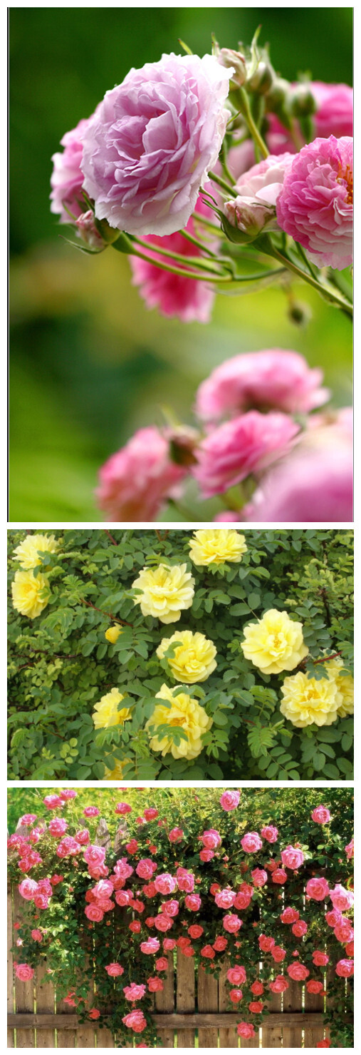 #花语录#蔷薇，学名Rosa multiflora，蔷薇科一种蔓藤爬篱笆的小花。有单瓣、复瓣之别。花朵娇小可爱，初夏开放。有人说蔷薇是一定要种在院子里的小花。盛开的蔷薇给予人对爱情的憧憬，花虽然会凋谢，心中的最爱却永不凋零!蔷薇花语：美好爱情和爱的思念！