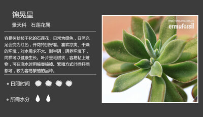 【100种常见多肉植物图鉴】