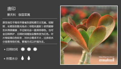 【100种常见多肉植物图鉴】