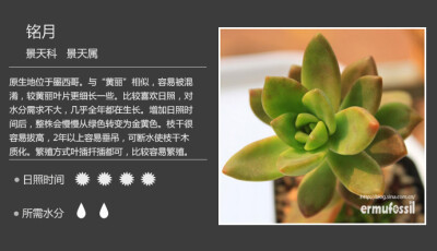 【100种常见多肉植物图鉴】