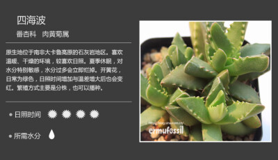 【100种常见多肉植物图鉴】