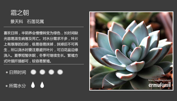 【100种常见多肉植物图鉴】