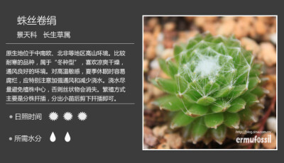 【100种常见多肉植物图鉴】