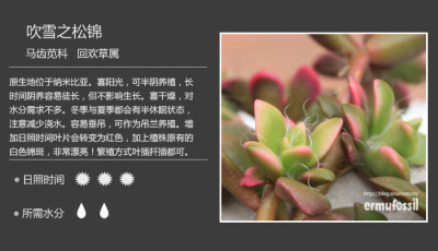 【100种常见多肉植物图鉴】