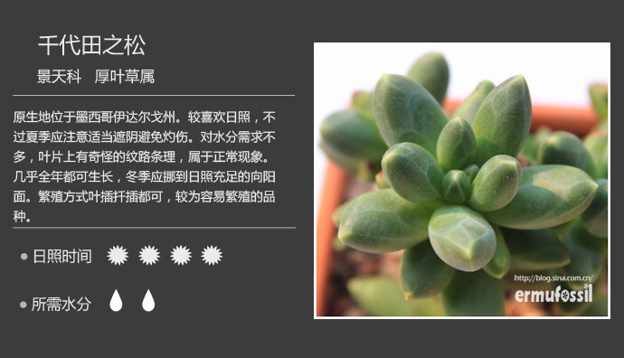 【100种常见多肉植物图鉴】