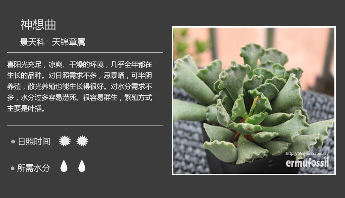 【100种常见多肉植物图鉴】