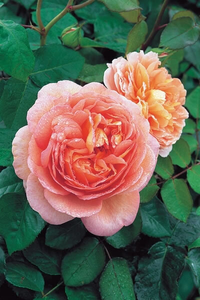 亚伯拉罕达比Abraham Darby (Auscot)