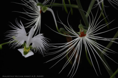 兰科、玉凤花属的两个美精灵：鹭草、美杜莎。{学名：Habenaria radiata &，Habenaria myriotricha 摄影：FlosPassionis }