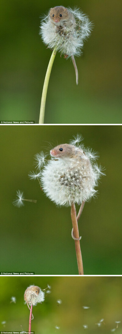 摄影师Matt BInstead拍下了这组小巢鼠（harvest mouse）爬上蒲公英玩耍的照片。说不清是风还是它吹散了蒲公英。巢鼠是欧洲最小的啮齿动物，平均身长6厘米，体重5-7克。自2001年起，它被列为濒危保护动物。
