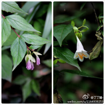 忍冬科六道木属（Abelia）六月摄于青城山