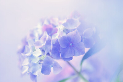 Photograph Romanticism～Change of heart by Lafugue Logos on 500px