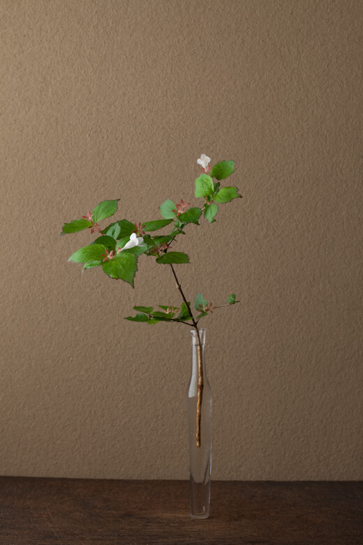 花=冲羽根空木(ツクバネウツギ) 器=古ガラス细瓶(20世纪)