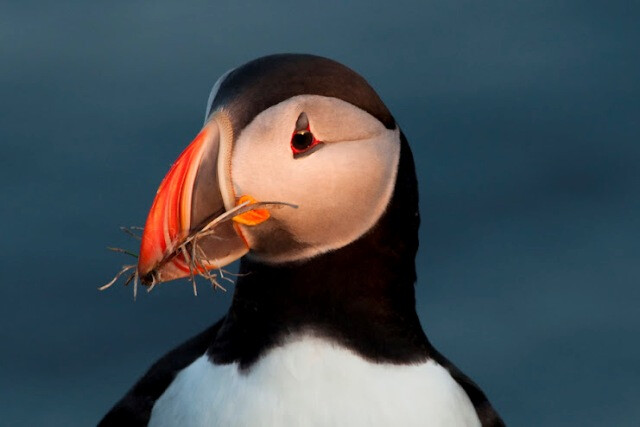 冰岛的国鸟Puffin（又叫海鹦或者海鹦鹉），面部表情常年忧愁万分，走路的样子倾倒众生。一大早就出门散步思考人生啦