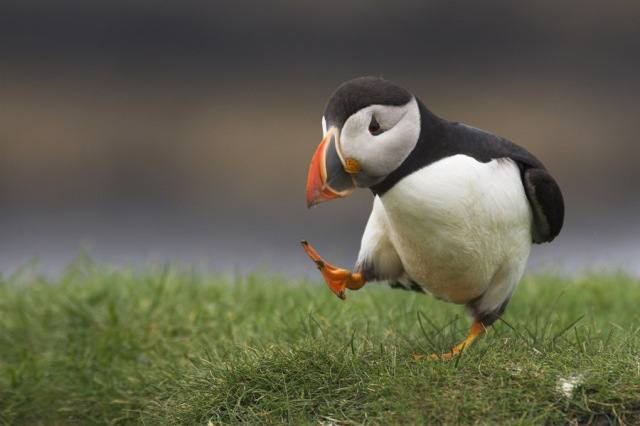 冰岛的国鸟Puffin（又叫海鹦或者海鹦鹉），面部表情常年忧愁万分，走路的样子倾倒众生。一大早就出门散步思考人生啦