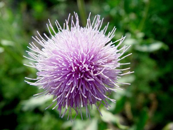 蓟花花语：独立、严格!(别名：刺儿球、刺刺芽、刺儿菜）苏格兰国花.在希腊神话里,大地女神对多才多艺的克利斯心生爱慕,一心想找机会向这位能吟诗作曲、又是狩猎高手的牧羊人诉说情意，哪知落花有意流水无情，饱尝单恋的悲痛之余，将自己化作蓟花来表示“心如针刺”之苦！