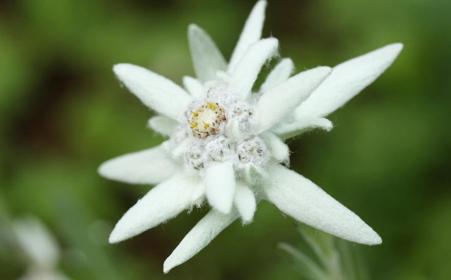 雪绒花(Leontopodium alpinum)花语:勇敢、重要的回忆!(又名：火绒草、薄雪草)在奥地利,雪绒花象征着勇敢,因为野生的雪绒花生长在环境艰苦的高山上,常人难以得见其美丽容颜,奥地利许多年轻人冒着生命危险,攀上陡峭的山崖,只为摘下一朵雪绒花献给自己的心上人,因为只有雪绒花才能代表为爱牺牲一切的决心.