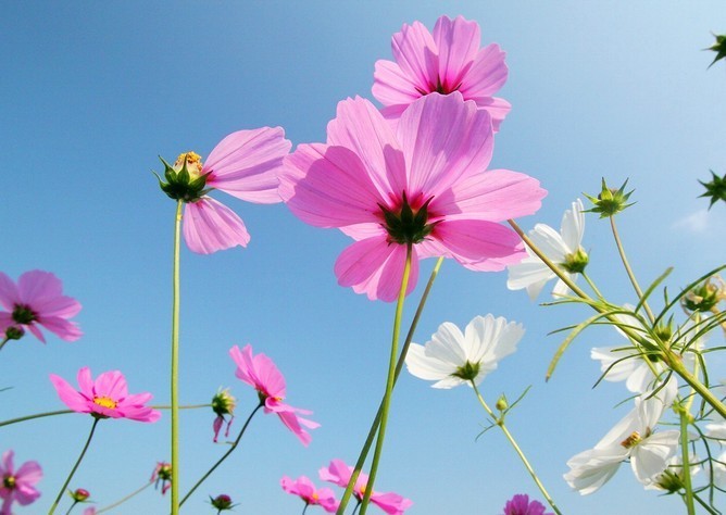 波斯菊(格桑花)花语:永远快乐.就算没有王子.有骑士解救.也会很幸福!传说波斯菊国公主被波斯菊王国里最强的巫婆诅咒为永远的孤独者,一个人在城堡里度过了无数次的日升月落!好久好久,一个来自远方的骑士路过公主城堡,骑士和公主一见钟情,两个人相爱了.幸福的摩天轮降临,公主的诅咒被解开了！