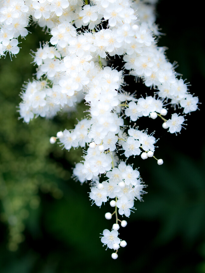 Photograph White jewels by Kaz Watanabe on 500px