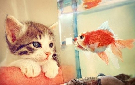 看鱼的猫