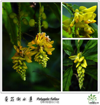 黄花倒水莲（Polygala fallax）远志科远志属 又名黄花远志，灌木，多生长于林中山谷或溪边。大型而下垂的花序非常美丽，仔细观察一下，有没有看到花中央有个流苏状的东西呢？这是龙骨瓣上鸡冠状的附属物，也是远志属…