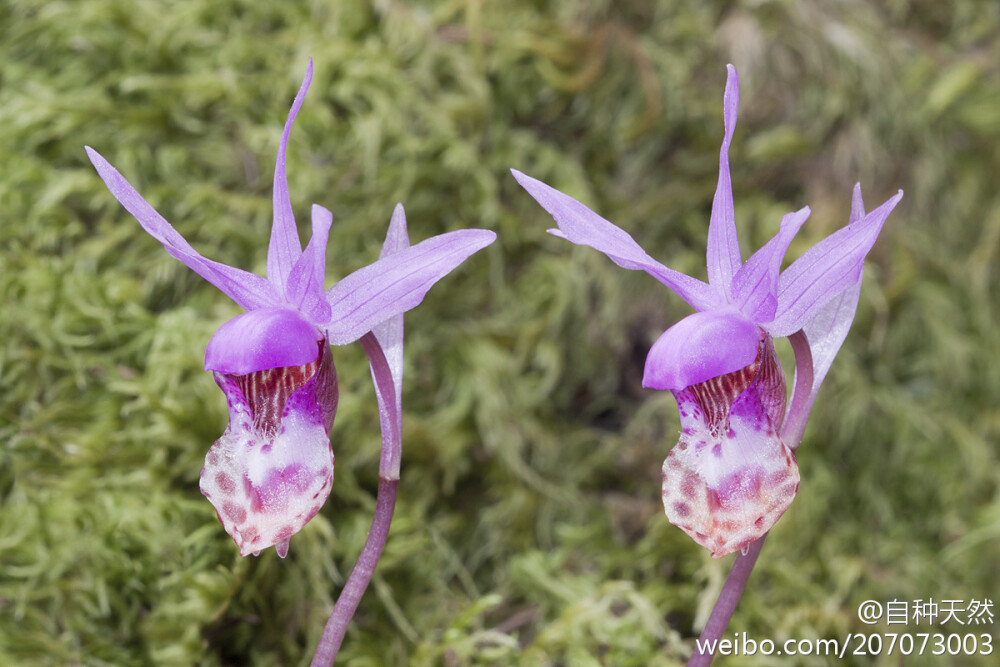 布袋兰，学名：Calypso bulbosa ，分布于北半球温带及亚热带高山。因形似羊头，在国外也被俗称为羊头兰。摄影：Bill Bouton