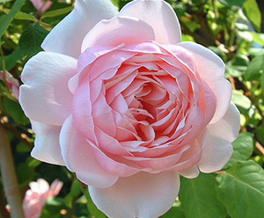 圣埃泽布嘉stethelburga