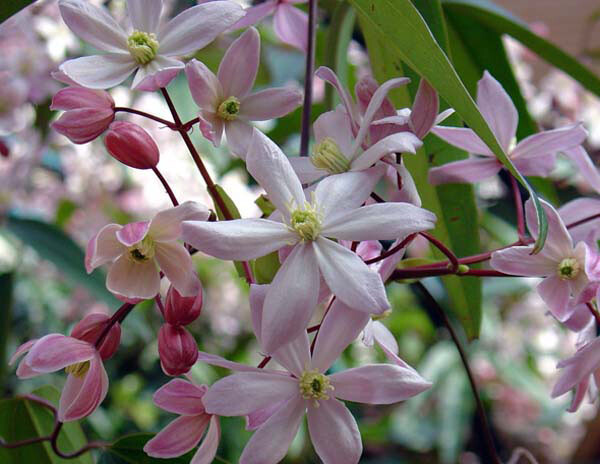 苹果花Armandii Apple Blossom