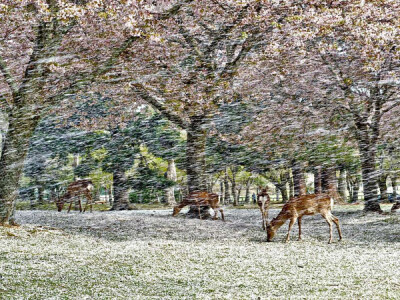 樱花雪中的鹿：日本奈良公园，一阵大风袭来，樱花漫天飘落，在日本这被称作“花吹雪”（Hana Fubuki）。摄影：Hisao Mogi