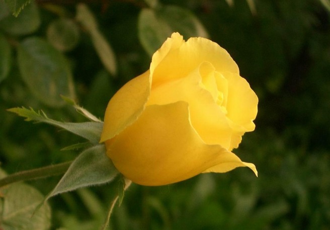 黄玫瑰（Yellow Rose） 花语：幸运（Good Fortune）、已逝的爱！对于友情，黄玫瑰代表纯洁的友谊和美好的祝福，所以送给好朋友会是一份不错的礼物！而对于爱情，黄玫瑰代表热情真爱，还代表为爱道歉、祝福。