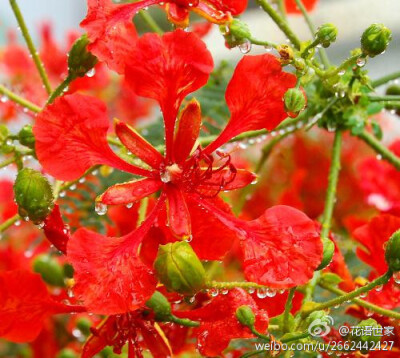 凤凰花花语：别离和思念！凤凰花，又名红花楹,火树,苏木科落叶大乔木,热带观赏花树,原产马达加斯加.凤凰花是汕头、台湾台南的市花,厦门的市树,马达加斯加国花、国树。每到莘莘学子毕业的季节，在南方的校园里，阳光…