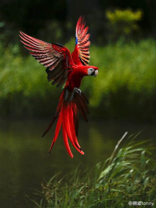 Flying Macaw