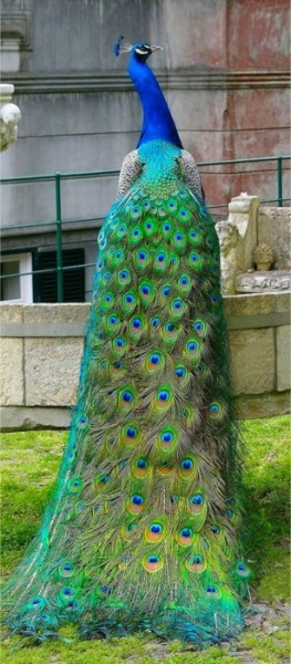 peacock