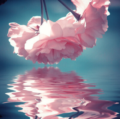 以花为媒、柔情似水。。