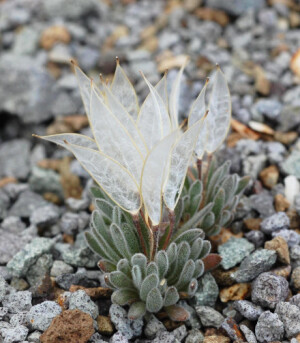 owl【植物神经】大地的翅膀！ { 英文名：Daggerpod ， 学名：Anelsonia eurycarpa，摄影：Calcareous Al }