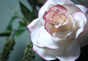 比折纸玫瑰制作起来要简单，但是显得更加的漂亮和典雅，也许这个咖啡滤纸玫瑰会带给你不一样的感受，教程地址：http://www.zhidiy.com/zhimeigui/5010.html
