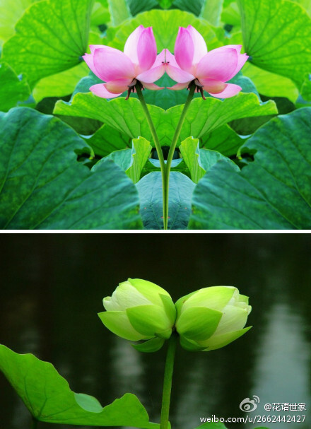 并蒂莲花语：夫妻同心;兄弟情同手足!同心、同根、同福、同生！民间说法福照高头!传说女扮男装的赛郎和男扮女装的贞娘相遇相知相爱，却因门第不能在一起而跳池徇情，第二日清晨长出了一茎两荷,命名为“并蒂莲”。“下有并根藕，上有并蒂莲”流传至今！