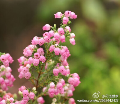 欧石南花语:和睦,气度,孤独!它忍受着酷寒和狂风的来袭，却长出壶状有紫色花瓣的花朵，为荒原带来一丝春天的气息.这种花被人们称为"勇敢之花".听说有一个千里寻母的孩子在悬崖边摘到一朵勇敢之花,之后他历经了千辛万…