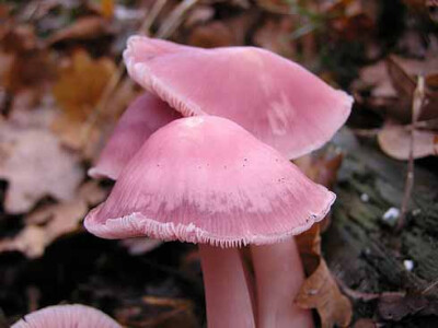 蘑菇，粉色的，还真没看过