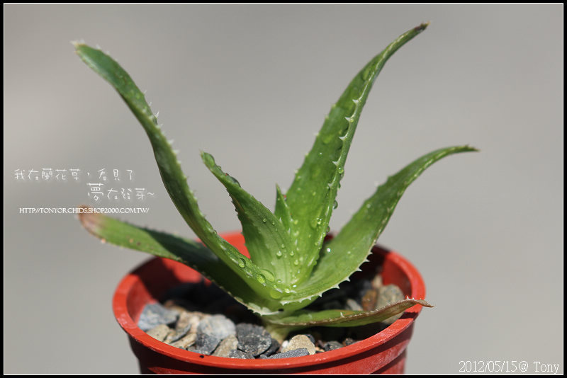 Aloe pluridens