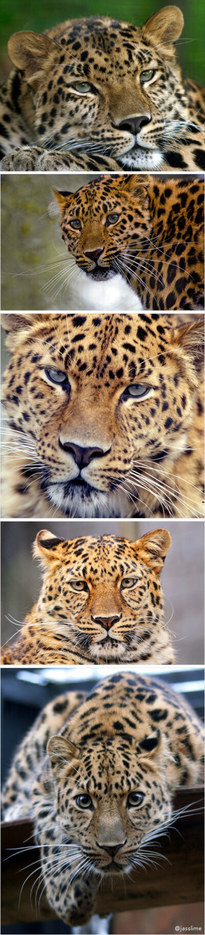 美丽的大猫- Amur Leopard 2007年野外仅存 27-32只[by WWF Russia and WCS]....至2012年2月1日被正式分类为EX [野外灭绝-Extinct in the Wild by IUCN]... 爱猫的大家,怎能不心痛....?