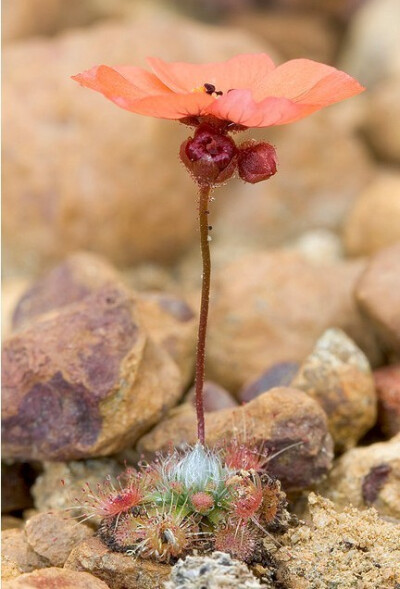 茅膏菜