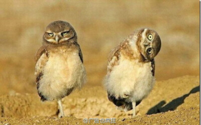 owl【owl city】左边的说，我不认识右边的二货 摄影师厉害，这都被你抓到了！
