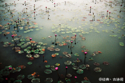 待浮花浪蕊俱尽，伴君幽独。