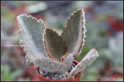 Kalanchoe beharensis 'Fang'